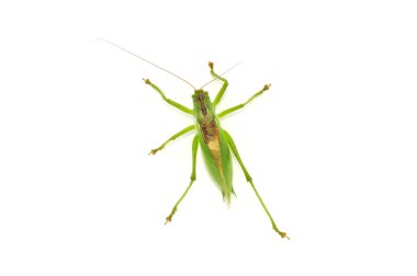 Grasshopper Isolated on White Background clipart