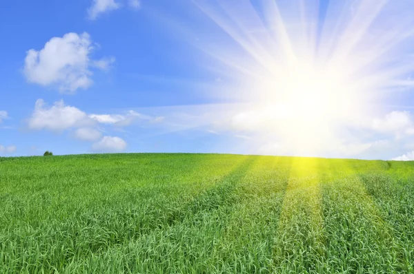 Slunce svítilo modré obloze nad zeleným polem — Stock fotografie
