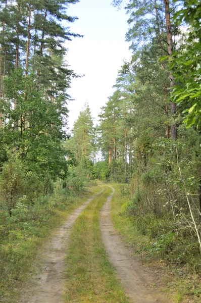 Estrada rural através da floresta — Fotografia de Stock