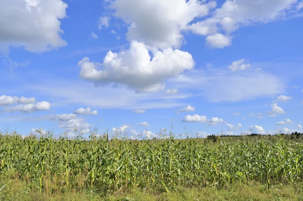 Kukuřičné pole pod krásnou modrou oblohou — Stock fotografie