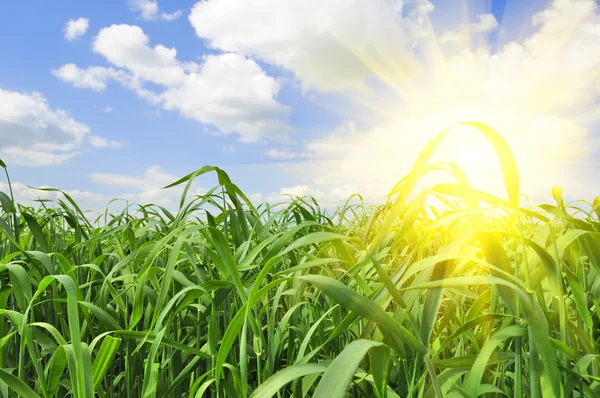 緑の芝生のフィールド上の青い空に昇る太陽 — ストック写真