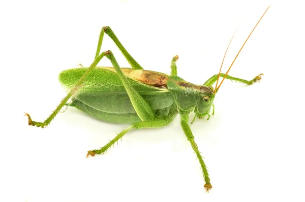 흰 배경에 고립된 녹색 메뚜기 — 스톡 사진