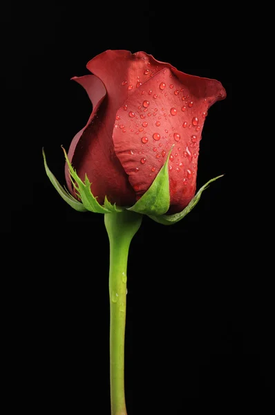 Piękna czerwona róża z kroplami wody — Zdjęcie stockowe