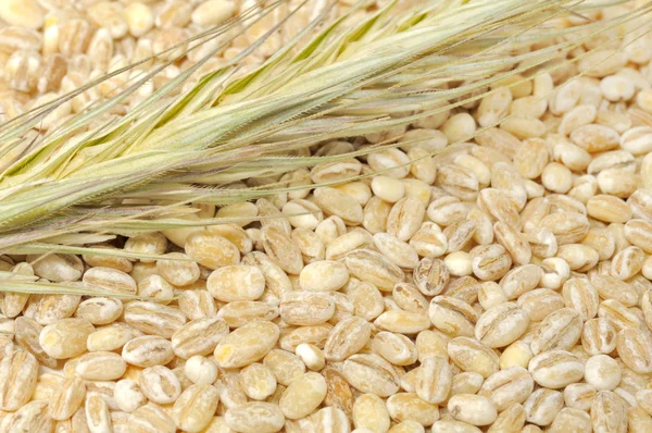 Pearl Barley with Ear — Stock Photo, Image