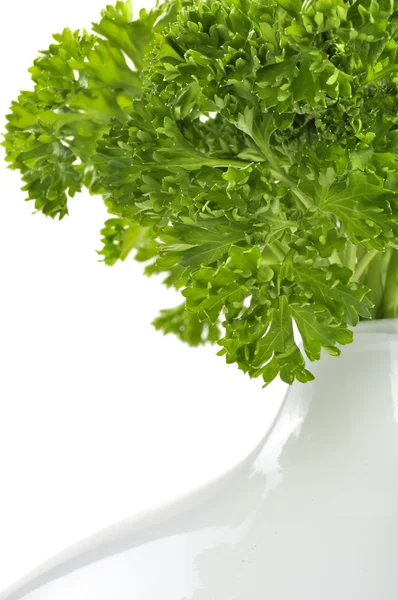 Curly Parsley in Vase — Stock Photo, Image