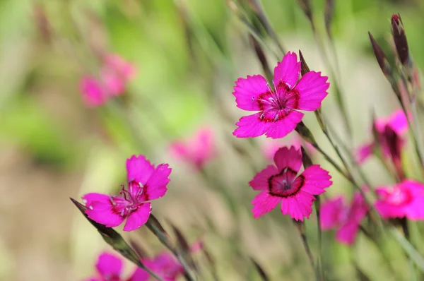 Dianthus Deltoides (Jungfru rosa) blommor — Stockfoto