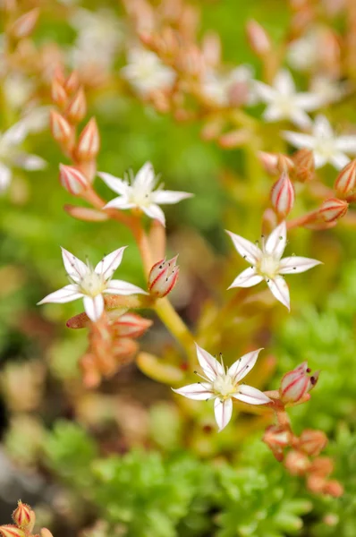 Küçük beyaz bahçedeki Hispanicum (hendek Stonecrop) çiçekler — Stok fotoğraf