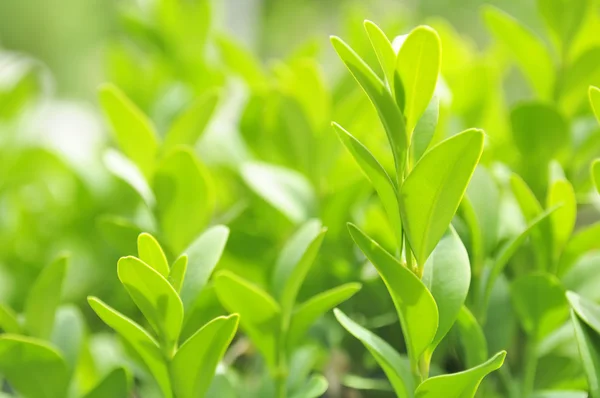 Hojas verdes de boj (Caja o Buxus Sempervirens ) —  Fotos de Stock