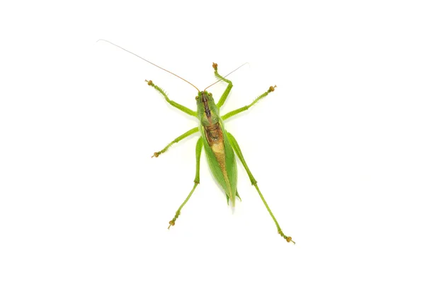 Grasshopper Isolated on White Background — Stock Photo, Image