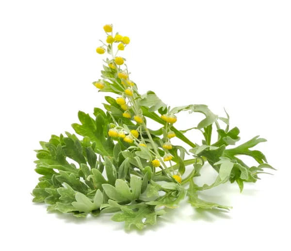 Wormwood with Flowers — Stock Photo, Image