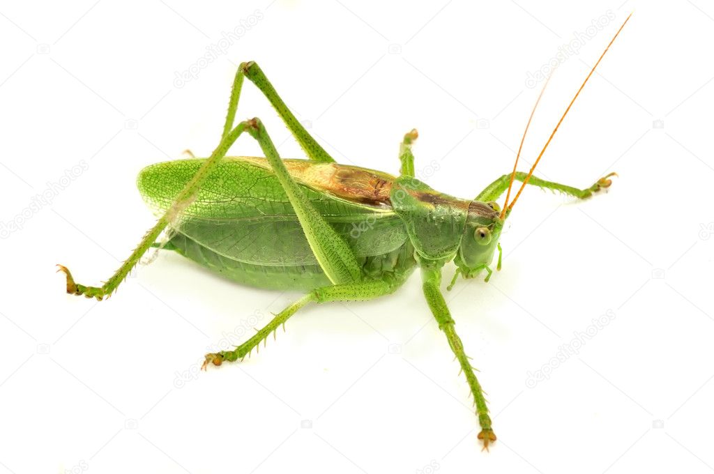Green Grasshopper Isolated on White Background