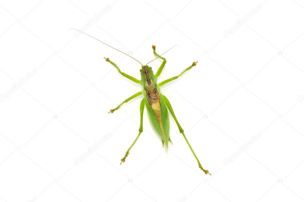 Grasshopper Isolated on White Background