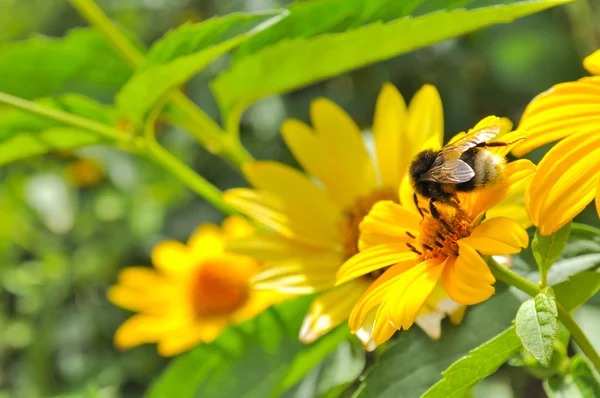 Bee Pollinating Jerusalem Artichoke (Earth Apple) Flower — Stock Photo, Image