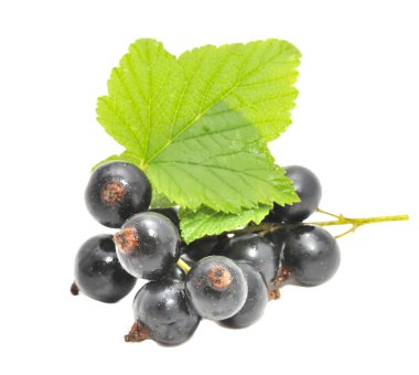 blackcurrants yeşil yaprakları ile