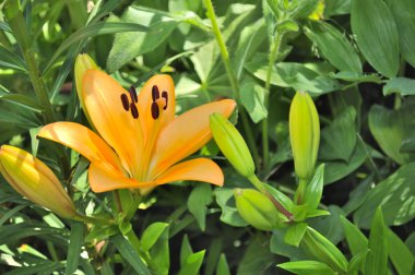 mooie peachpuff lily met toppen op bloem bed