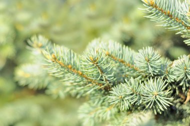 Blue Spruce Tree Branches clipart
