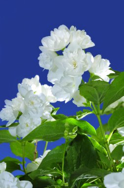 Hassas beyaz Philadelphus (sahte turuncu) çiçekler