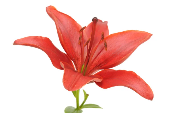 Beautiful Red Lily — Stock Photo, Image