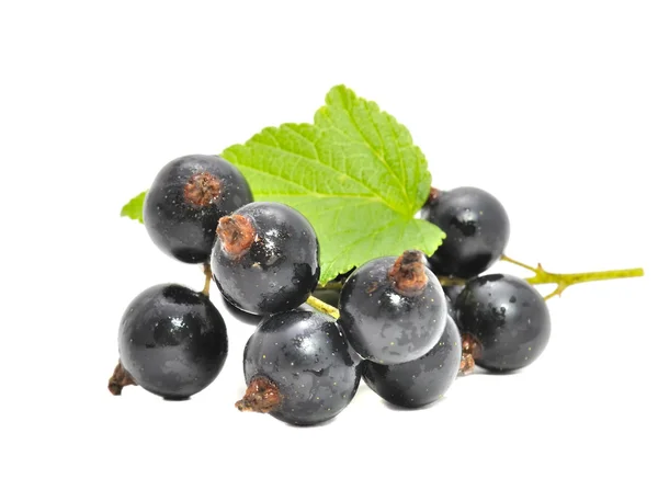 Blackcurrants with Green Leaf — Stock Photo, Image