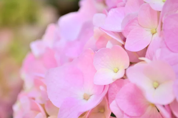Piękne różowe hortensji kwiaty makro — Zdjęcie stockowe