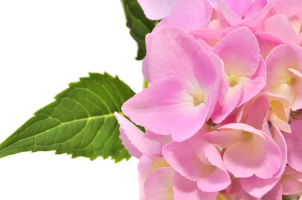 아름 다운 핑크 수 국 꽃 녹색 잎 — 스톡 사진