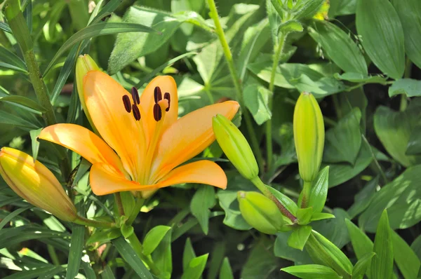 Vackra peachpuff lily med knoppar på blomma säng — Stockfoto