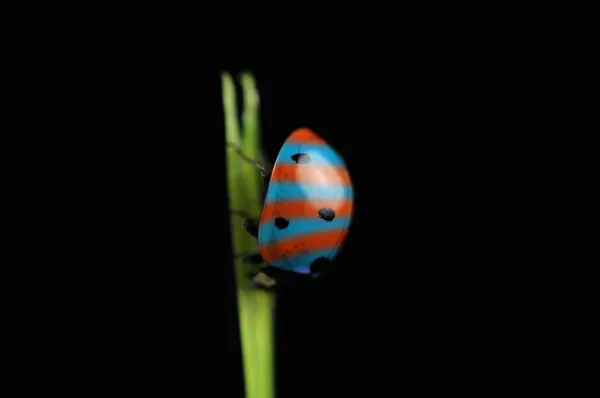 Bizzarro strisce coccinella (coccinella) su erba — Foto Stock