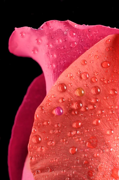 Pétalas de rosa vermelhas e escarlate criativas em gotas de água — Fotografia de Stock