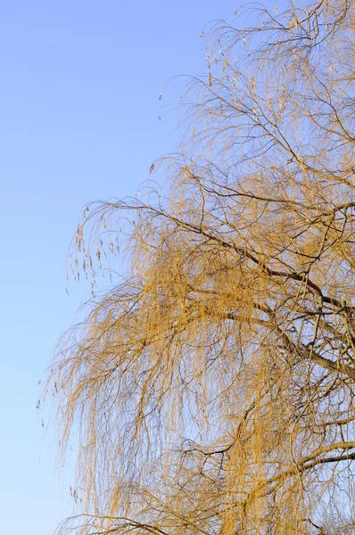 Wierzba gołe gałęzie drzewa przeciw błękitne niebo — Zdjęcie stockowe