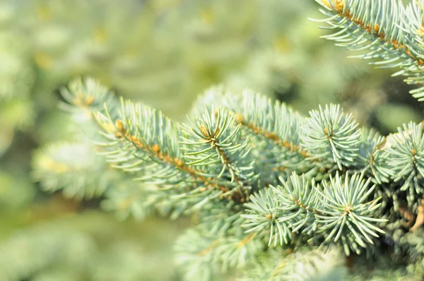 Blue Spruce Tree Branches — Stock Photo, Image