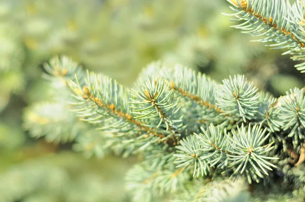 Blue spruce trädgrenar — Stockfoto