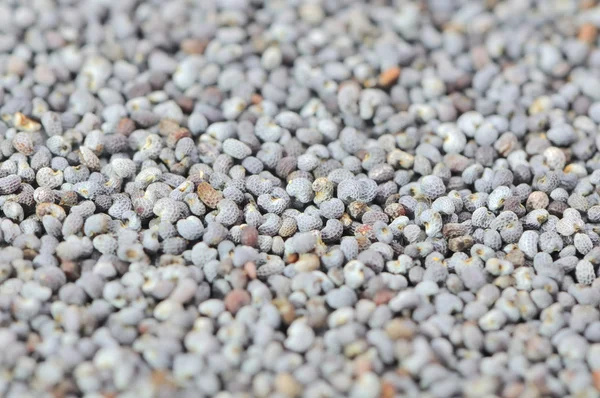 Primer plano de semillas de amapola — Foto de Stock