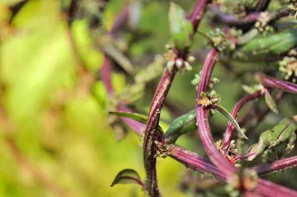 Talos de beterraba vermelha com folhas e sementes — Fotografia de Stock