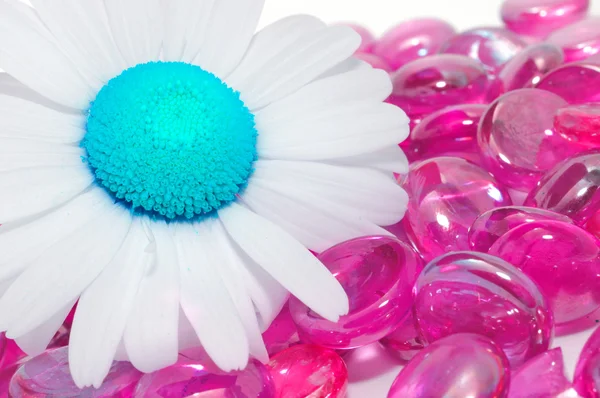 Creatieve daisy met blauw Midden op roze glas stenen — Stockfoto