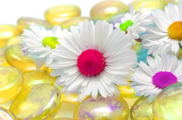 Fantasie-Gänseblümchen-Blumen mit bunten Mittelteilen — Stockfoto