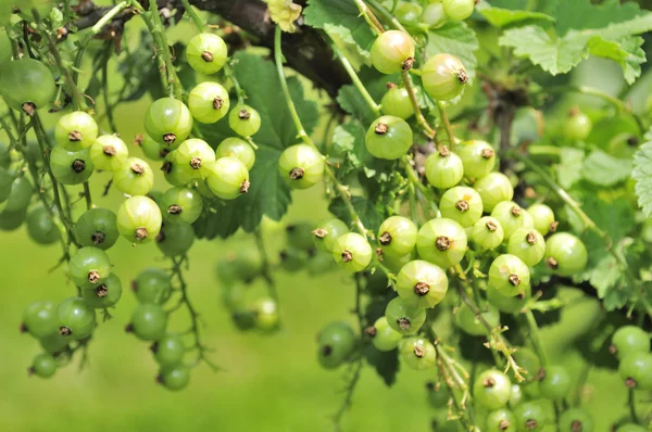 Green Currants Growing on Shrub — Stock Photo, Image