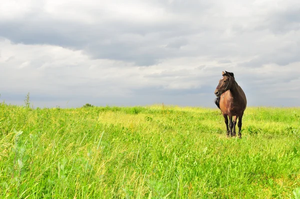 Horse on Pasture — Stock Photo, Image