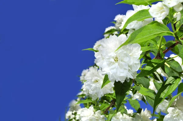 Філадельфа красивий білий подвійний цвітіння (макет помаранчевий) — стокове фото