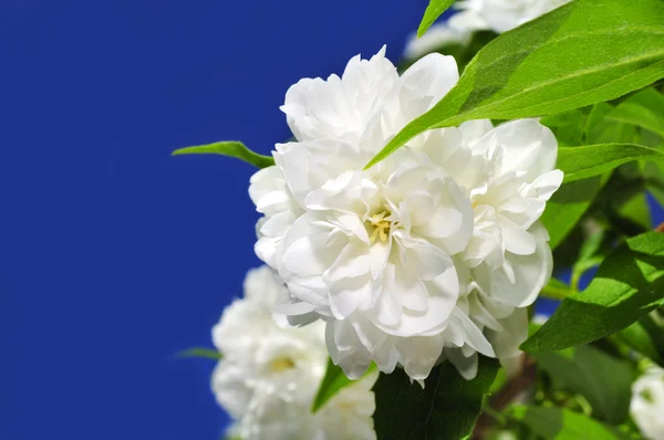 Flores brancas bonitas do jasmim no fundo azul do céu — Fotografia de Stock