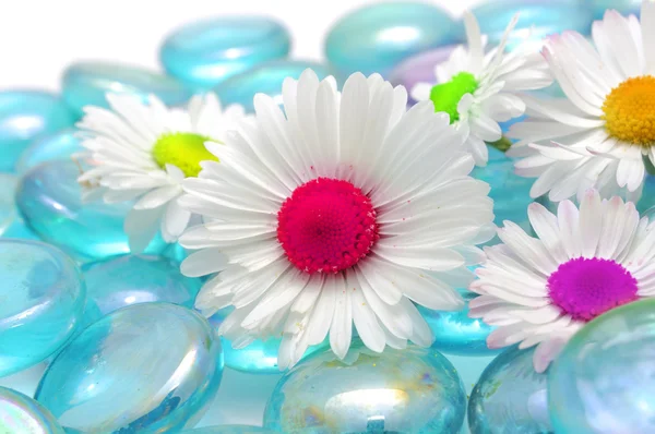 Wunderschöne Kamillen mit bunten Mittelteilen auf blauen Glassteinen — Stockfoto