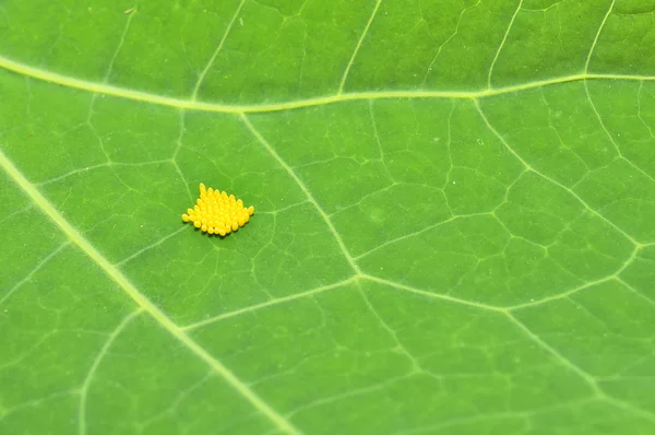 Žlutá vajíčka hmyzu na zelený list — Stock fotografie