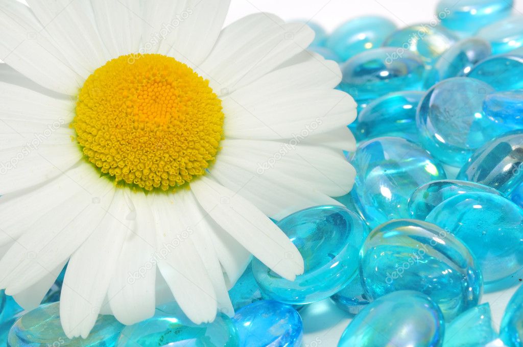 Beautiful White Camomile Flower on Blue Glass Stones