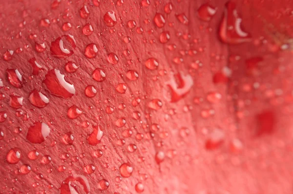 Gotas de agua en pétalo de rosa rojo —  Fotos de Stock