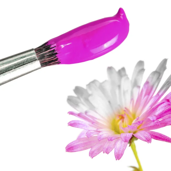 Pincel con pintura rosa para colorear flor blanca —  Fotos de Stock