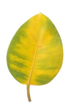 Yellow and Green Ficus Elastica (Rubber Plant) Leaf clipart