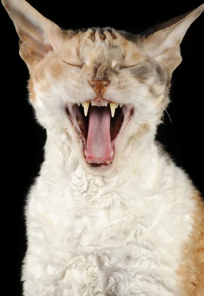 Χασμουρητό cornish rex γάτα — Φωτογραφία Αρχείου