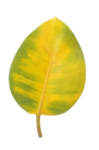 Feuille de Ficus Elastica (caoutchouc) jaune et verte — Photo