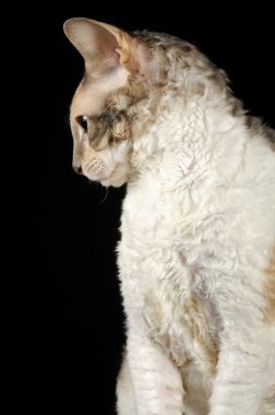 Portrait of Cornish Rex Cat clipart