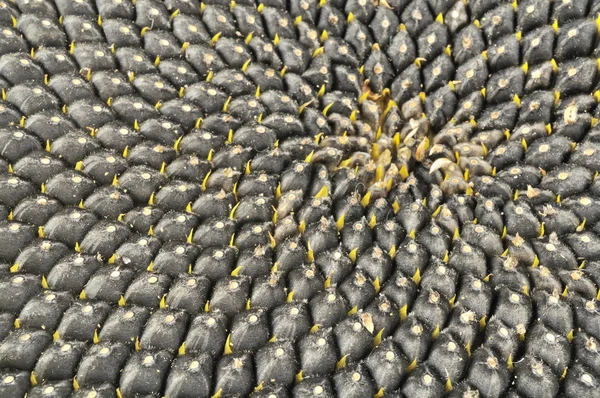Schwarze Samen in Sonnenblumen-Nahaufnahme — Stockfoto