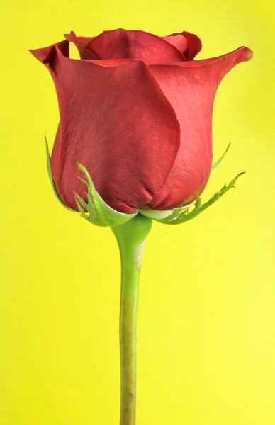 Bella rosa rossa su sfondo giallo — Foto Stock